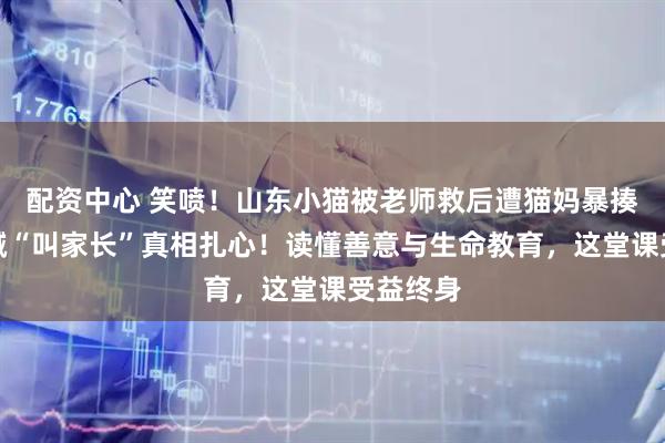 配资中心 笑喷！山东小猫被老师救后遭猫妈暴揍，全网喊“叫家长”真相扎心！读懂善意与生命教育，这堂课受益终身